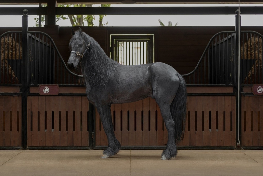Vinpearl Equestrian Cup 2025 góp phần thúc đẩy nhận thức và lan tỏa văn hóa mã thuật Vinpearl Equestrian Cup 2025 góp phần thúc đẩy nhận thức và lan tỏa văn hóa mã thuật